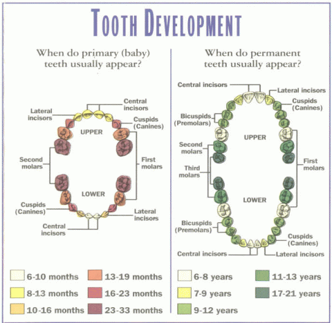 Tooth development and eruption chart